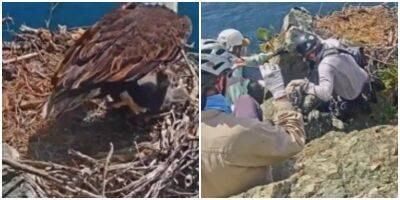 Спасатели помогли орлёнку, которого мать случайно выронила из гнезда - mur.tv