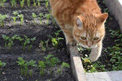 Растения против кошек: как отвадить кошек от участка - sadogorod.club