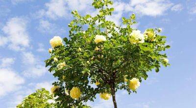Как правильно посадить штамбовую розу в саду, чтобы она долго и красиво цвела? - sadogorod.club