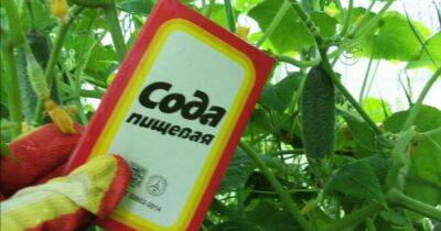 Сода в огурцы: как сделать, чтобы овощ отблагодарил хорошим урожаем - novate.ru