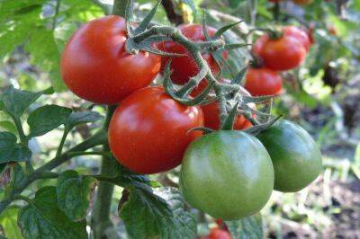 Как вырастить больше томатов: 10 секретов, о которых неохотно говорят опытные огородники - sadogorod.club