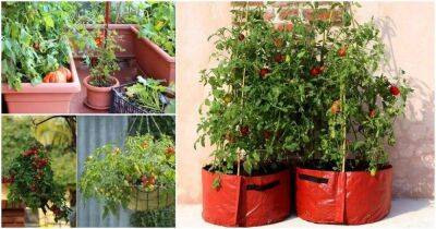 Большой урожай томатов в маленьком горшочке — сможет каждый - lifehelper.one