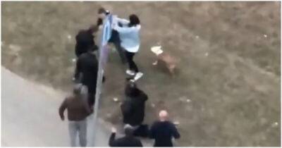 В Москве бойцовский пёс напал на женщину с маленькой собакой - porosenka.net - Москва