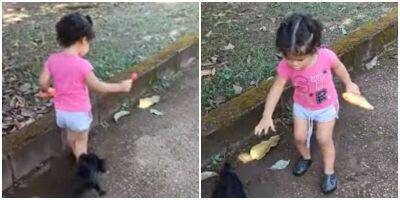 Умный щенок сумел стащить у маленькой хозяйки конфетку - mur.tv - Бразилия