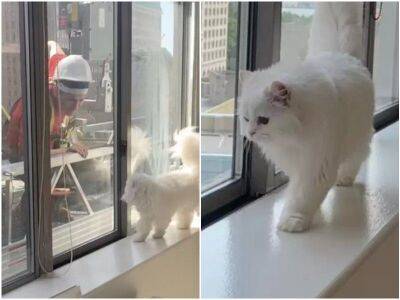 Кошка влюбилась в строителя, который делал работы за окном - mur.tv