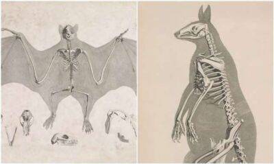 Рисунки скелетов животных из журнала XIX века - chert-poberi.ru - Российская Империя
