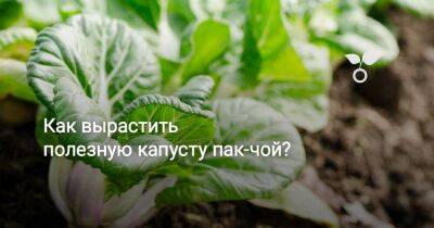 Как вырастить полезную капусту пак-чой? - sadogorod.club - Китай - Голландия - Япония - Корея
