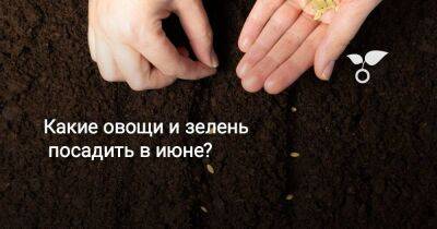 Какие овощи и зелень ещё не поздно посадить в июне? - sadogorod.club