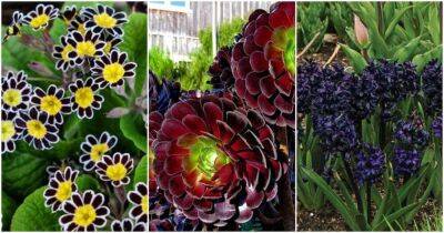 Черные цветы и растения, которые сделают сад самым загадочным местом - lifehelper.one - New York - Одесса - Одесса - Sanderson