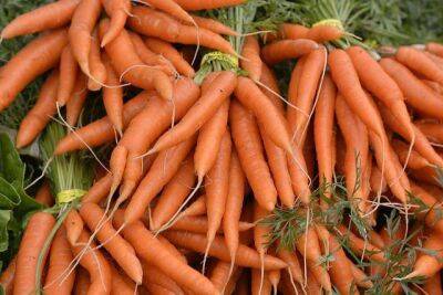 Как понять, чего не хватает моркови на участке? - sadogorod.club