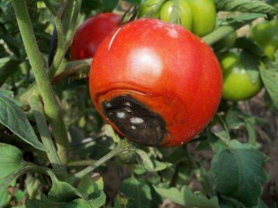 Вершинная гниль томатов в открытом грунте: лечение, фото, меры борьбы - sadogorod.club