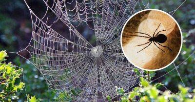 По какой причине в доме или квартире может появиться слишком много пауков - lifehelper.one
