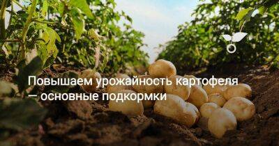 Повышаем урожайность картофеля — основные подкормки - sadogorod.club
