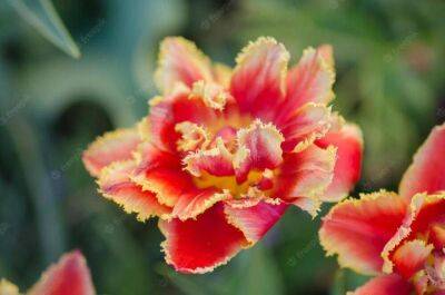 В чем особенность бахромчатых тюльпанов? - lifehelper.one - Россия