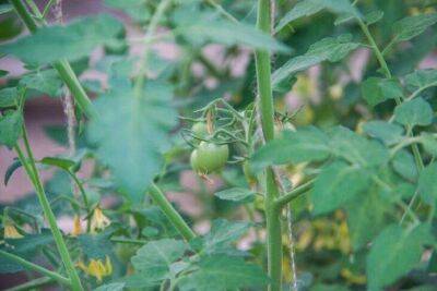 Как по листьям помидоров определить дефицит азота, фосфора, калия: шпаргалка для дачников - sadogorod.club