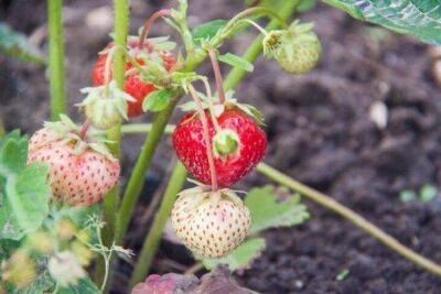 Секретная подкормка для бурного плодоношения клубники: устанете собирать ягоды - sadogorod.club