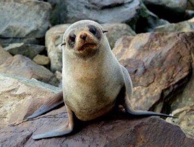 Уединенный водопад Новой Зеландии стал яслями для молодых тюленей - chert-poberi.ru - Новая Зеландия