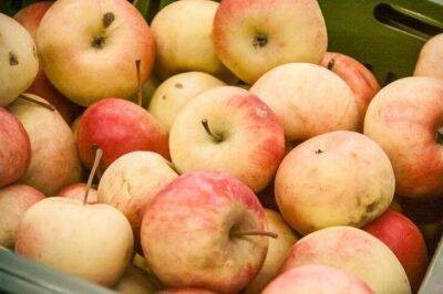 Не выкидывайте гнилые яблоки и падалицу: как их использовать с пользой для огорода и сада - sadogorod.club