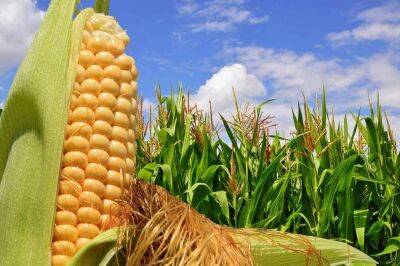 Почему стоит включить в свой рацион кукурузу? - lifehelper.one