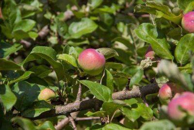 Марин Михалап - Хитрый раствор для подкормки яблони в июне: яблоки будут сочными и долго хранится - sadogorod.club