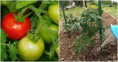 Удвойте урожай томатов и других овощей без химии - lifehelper.one