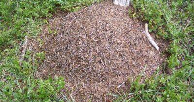 Простой и действенный способ защитить плодовые деревья от муравьев - lifehelper.one
