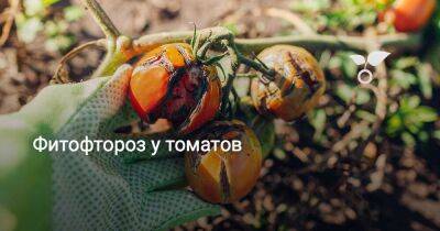 Фитофтороз у томатов - sadogorod.club