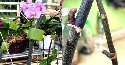Простой способ поможет оживить орхидею и получить пышное цветение - lifehelper.one