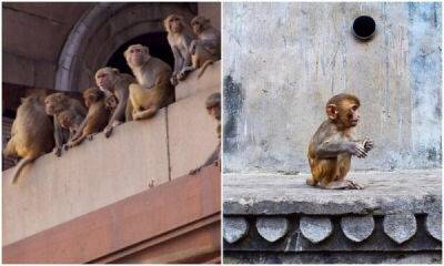 В Индии 40 актеров изображали обезьян, чтобы прогнать с улиц макак - porosenka.net - Индия - Нью-Дели
