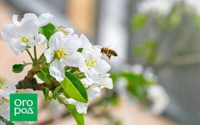 Пчел не видно: оставят ли холодная весна и начало лета нас без урожая - sadogorod.club