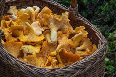 Как посадить лесные грибы во дворе или на дачном участке: урожайная грибница в домашних условиях - sadogorod.club
