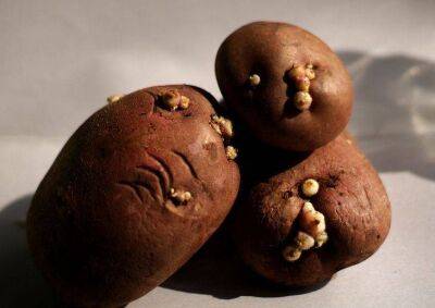 Не выбрасывайте картофельные ростки: как ушлые дачники применяют их с пользой - sadogorod.club