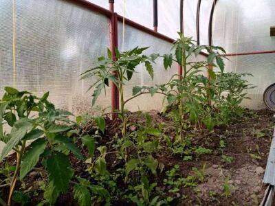 Елен Гутыро - Всего 3 подкормки - и урожай у томатов будет отменный: мощные кусты и плоды без ожогов - sadogorod.club