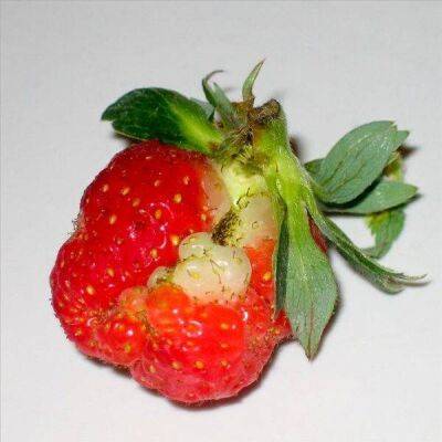 Почему ягоды клубники мелкие и деформированные: 5 настоящих причин и что делать - lifehelper.one