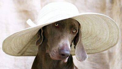 Андрей Воробьев - Ветеринарный врач дал совет, как ухаживать за собакой в летнюю жару - fokus-vnimaniya.com