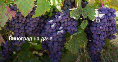 Виноград на даче - sadogorod.club - Виноград