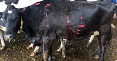 На Сумщині тварини на фермі дістали поранення унаслідок обстрілу рф - womo.ua - Росія