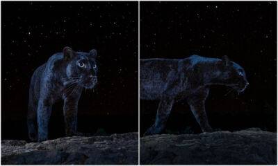 "Неуловимый хищник": потрясающие фото черной пантеры под звездами - porosenka.net - Англия - Кения - Замбия