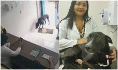 Больной пес с раненой лапой пришел на порог ветклиники - porosenka.net - Бразилия