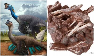 В Китае ученые нашли останки динозавра, сидящего на яйцах - porosenka.net - Китай - штат Пенсильвания