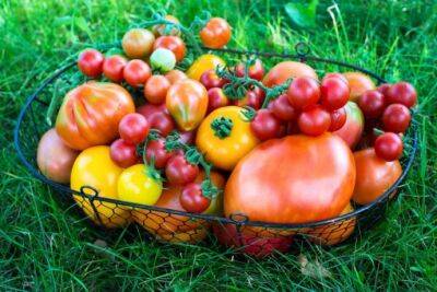 ​Как обеспечить огромный урожай томатов - polsov.com