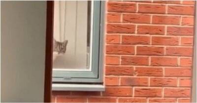 Вы обнаружены: любопытный кот следит за соседом - porosenka.net
