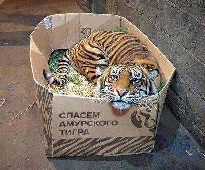 “Почта России” создала “тигриные” коробки - mur.tv - Россия