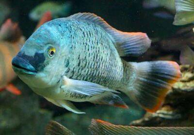 Как живет рыба Тилапия, которую в Китае едят, как не в себя - chert-poberi.ru - Китай - Россия