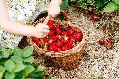 Как вырастить сладкую клубнику: 5 секретов ягоды, как в детстве - sadogorod.club