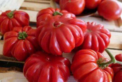 Почему нужно окучивать томаты: секрет, о котором не знают огородники - sadogorod.club