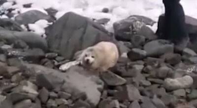 В Приморье найденный на берегу детеныш тюленя умер от стресса по вине людей - porosenka.net - Приморье край