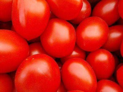 Нитраты больше не страшны: чем обработать томаты, чтобы в них не накапливались нитраты - sadogorod.club