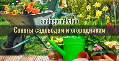 «Умный» и «ленивый» огород или огород для ленивых и умных - sadogorod.club
