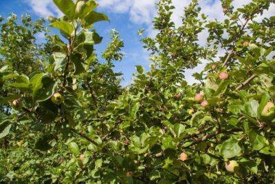 Почему желтеют листья яблони: 5 проверенных способов спасти дерево - sadogorod.club - Греция - Киев - Египет